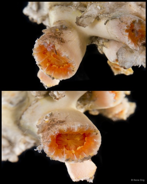Dendrophylliidae sp. "Cave coral 1"•&copy; Rene Ong•All Rights Reserved