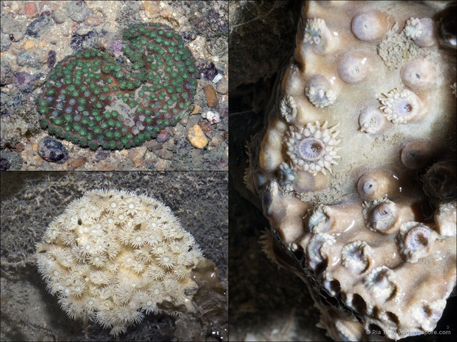 Duncanopsammia peltata•&copy; Ria Tan•All Rights Reserved