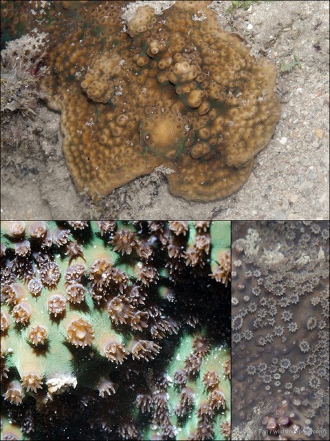 Turbinaria sp. "408702e9"•&copy; Ria Tan•All Rights Reserved