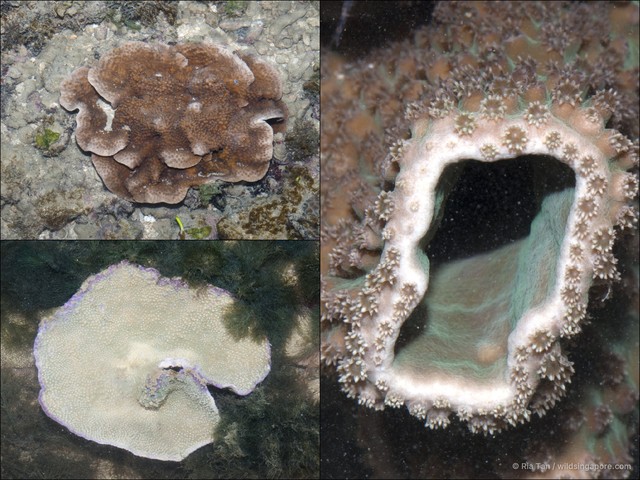 Turbinaria sp. "408702ef"•&copy; Ria Tan•All Rights Reserved