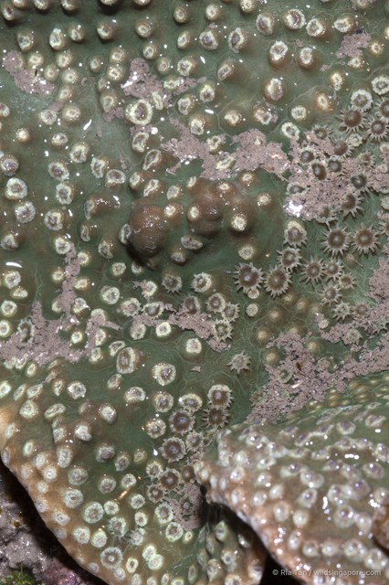 Turbinaria sp. "408702f5"•&copy; Ria Tan•All Rights Reserved