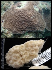 Diploastrea heliopora•&copy; Huang Danwei•All Rights Reserved