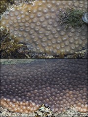 Diploastrea heliopora•&copy; Ria Tan•All Rights Reserved