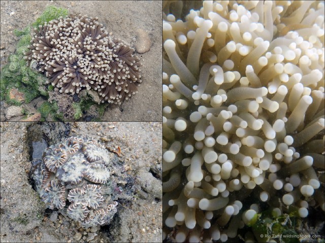 Euphyllia glabrescens•&copy; Ria Tan•All Rights Reserved