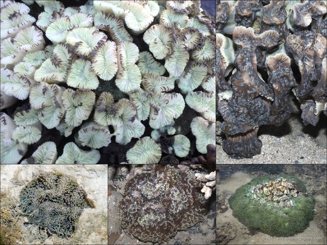 Euphyllia paraencora•&copy; Ria Tan•All Rights Reserved
