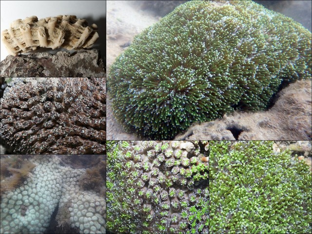 Galaxea sp. "40870301"•&copy; Ria Tan•All Rights Reserved