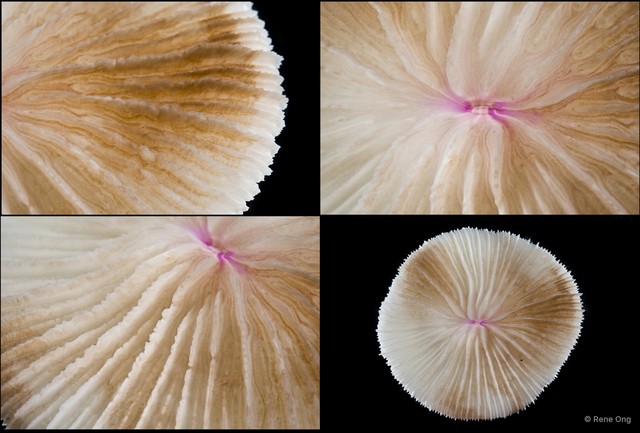 Fungiidae sp. "Mushroom coral 1"•&copy; Rene Ong•All Rights Reserved