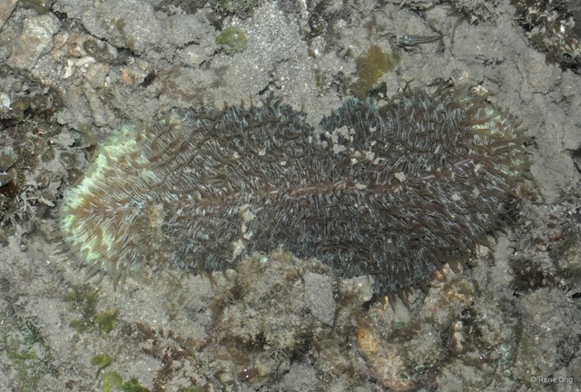 Fungiidae sp. "Mushroom coral 3"•&copy; Rene Ong•All Rights Reserved