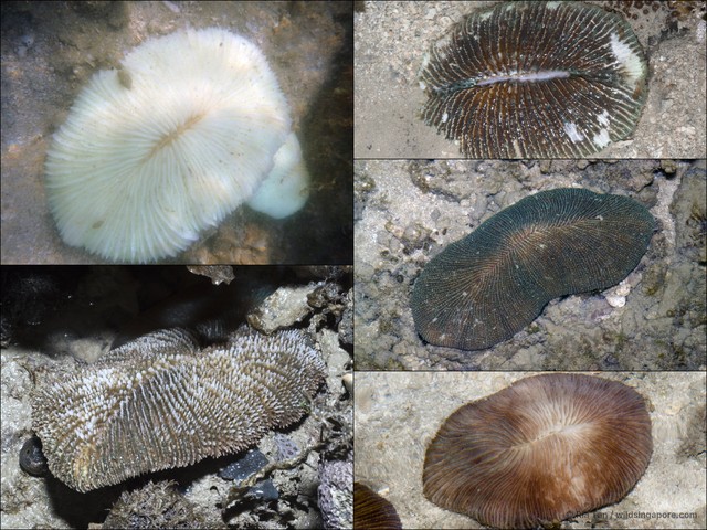 Ctenactis sp. "40870304"•&copy; Ria Tan•All Rights Reserved
