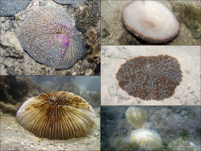 Fungia sp. "40870307"•&copy; Ria Tan•All Rights Reserved