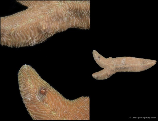 Herpolitha sp. "SS-4404"•&copy; CMBS photography team•All Rights Reserved