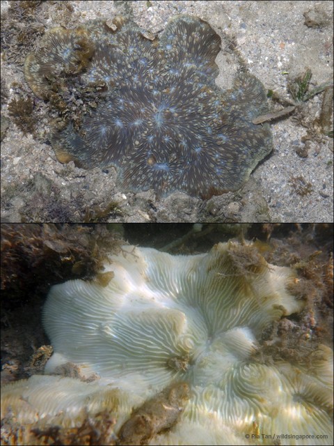 Lithophyllon undulatum•&copy; Ria Tan•All Rights Reserved