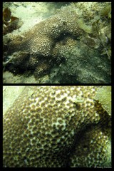 Leptastrea purpurea•&copy; Huang Danwei•All Rights Reserved
