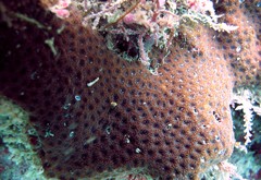 Leptastrea purpurea•&copy; REL•All Rights Reserved