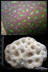 Acanthastrea echinata•&copy; Huang Danwei•All Rights Reserved