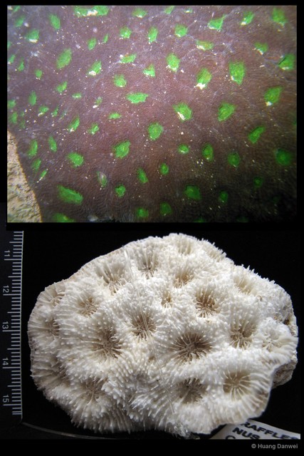 Acanthastrea echinata•&copy; Huang Danwei•All Rights Reserved