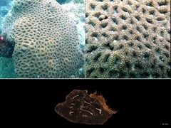 Acanthastrea echinata•&copy; REL•All Rights Reserved
