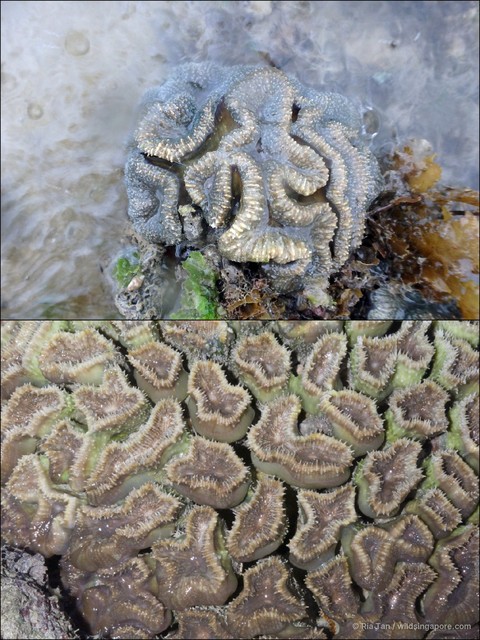 Lobophyllia sp. "40870319"•&copy; Ria Tan•All Rights Reserved