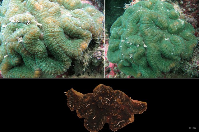 Lobophyllia radians•&copy; REL•All Rights Reserved