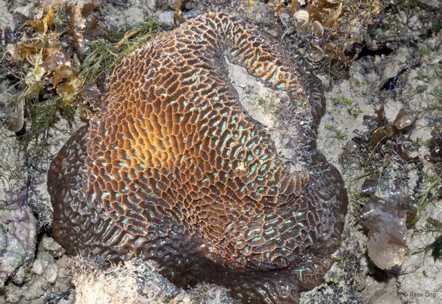 Merulinidae sp. "Favid coral 1"•&copy; Rene Ong•All Rights Reserved