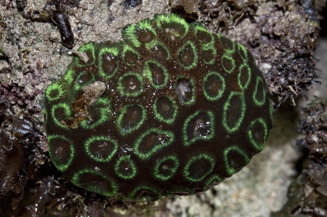 Merulinidae sp. "Favid coral 3"•&copy; Rene Ong•All Rights Reserved