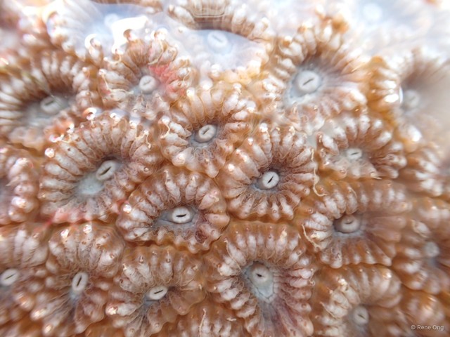 Merulinidae sp. "Favid coral 4"•&copy; Rene Ong•All Rights Reserved