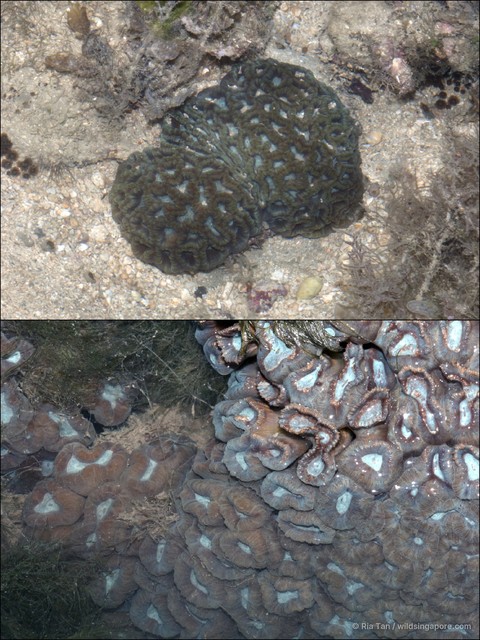 Caulastraea sp. "40870343"•&copy; Ria Tan•All Rights Reserved