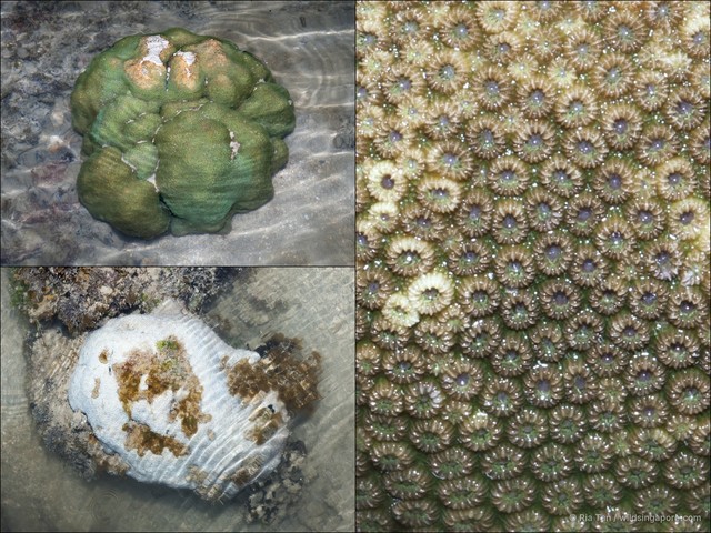 Cyphastrea sp. "40870346"•&copy; Ria Tan•All Rights Reserved