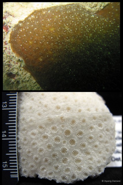 Cyphastrea chalcidicum•&copy; Huang Danwei•All Rights Reserved