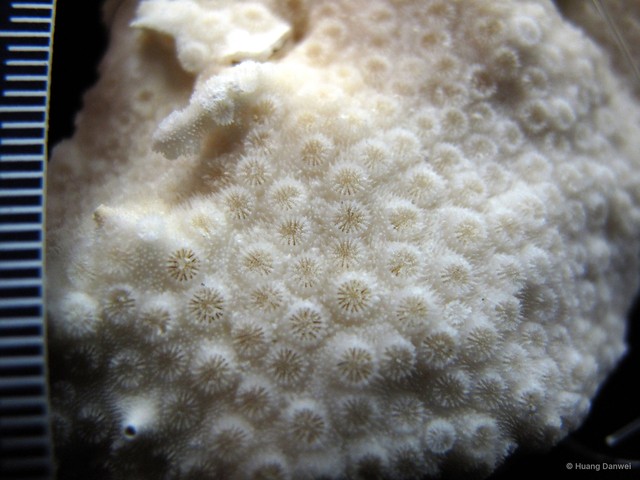 Cyphastrea microphthalma•&copy; Huang Danwei•All Rights Reserved