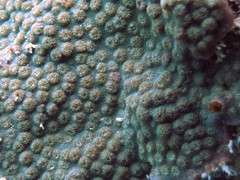 Cyphastrea serailia•&copy; REL•All Rights Reserved