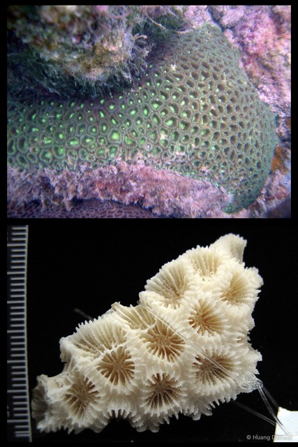 Dipsastraea lizardensis•&copy; Huang Danwei•All Rights Reserved