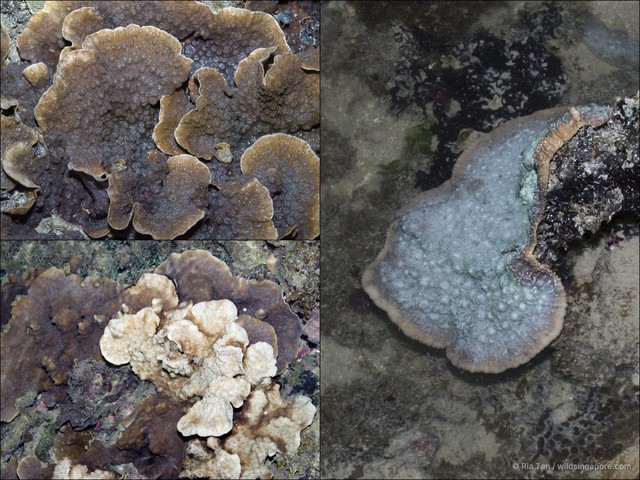 Echinopora sp. "40870349"•&copy; Ria Tan•All Rights Reserved