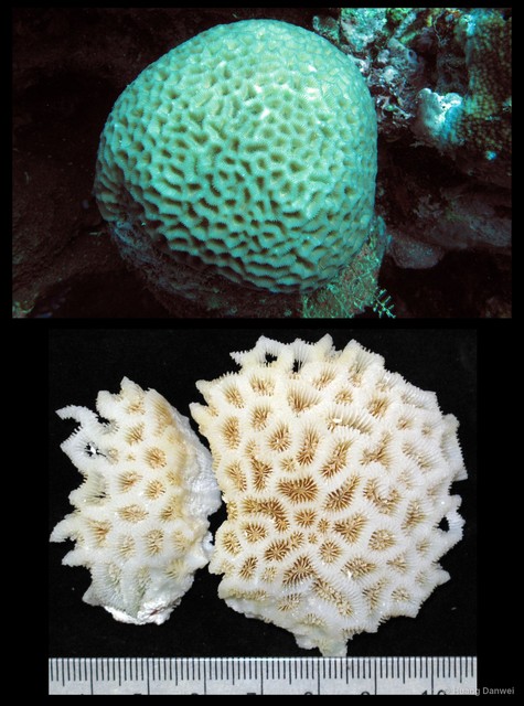 Goniastrea favulus•&copy; Huang Danwei•All Rights Reserved