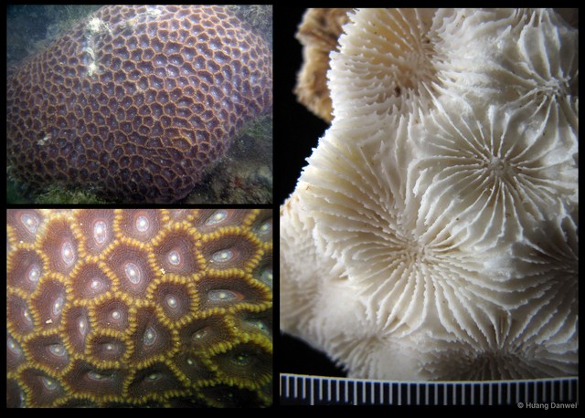Oulophyllia bennettae•&copy; Huang Danwei•All Rights Reserved