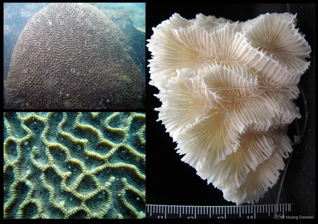 Oulophyllia crispa•&copy; Huang Danwei•All Rights Reserved