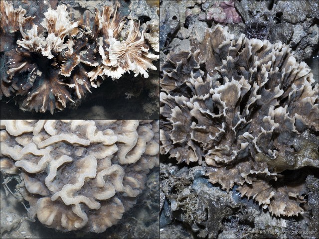 Pectinia sp. "4087034c"•&copy; Ria Tan•All Rights Reserved