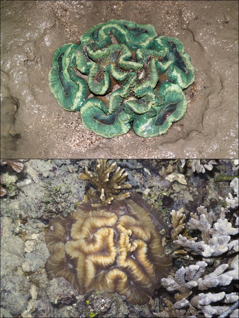 Trachyphyllia geoffroyi•&copy; Ria Tan•All Rights Reserved