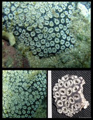 Oulastrea crispata•&copy; Huang Danwei•All Rights Reserved
