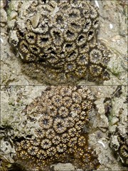Oulastrea crispata•&copy; Rene Ong•All Rights Reserved