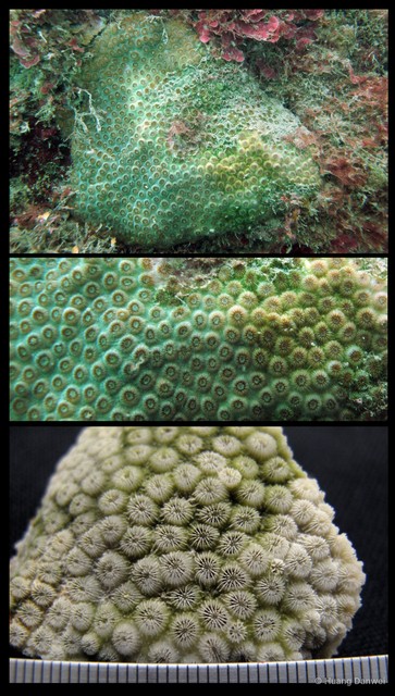 Plesiastrea versipora•&copy; Huang Danwei•All Rights Reserved