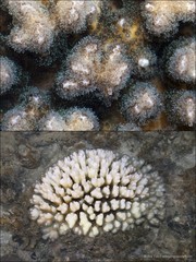 Pocillopora sp. "40870358"