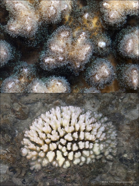 Pocillopora sp. "40870358"•&copy; Ria Tan•All Rights Reserved