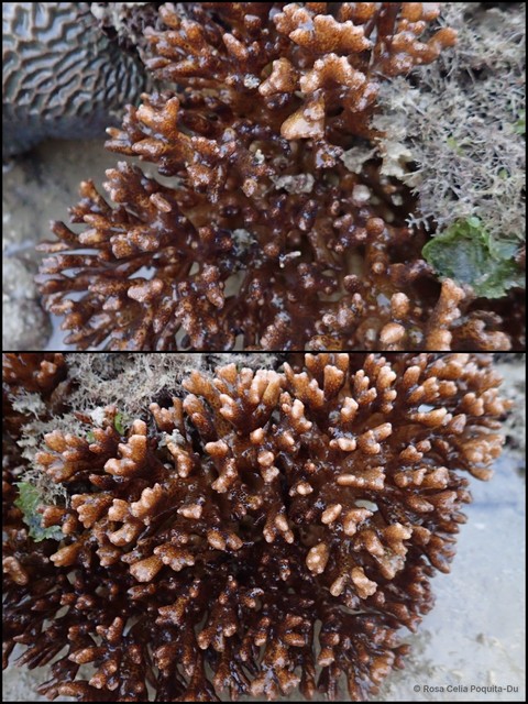 Pocillopora acuta•&copy; Rosa Celia Poquita-Du•All Rights Reserved