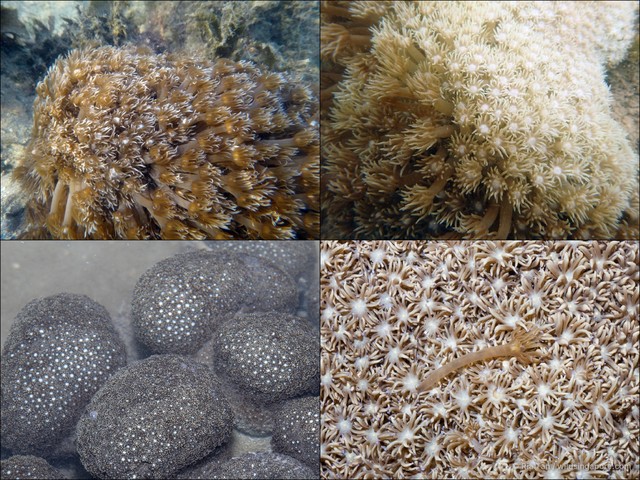 Goniopora sp. "40870355"•&copy; Ria Tan•All Rights Reserved