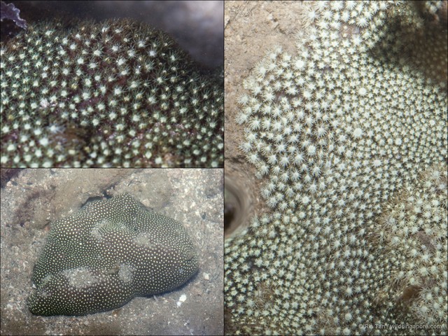 Goniopora sp. "4087035b"•&copy; Ria Tan•All Rights Reserved