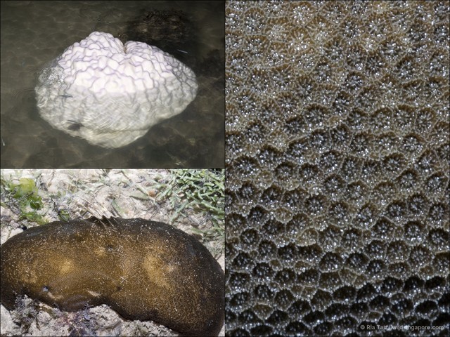 Porites sp. "4087035e"•&copy; Ria Tan•All Rights Reserved