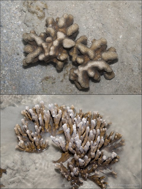 Porites sp. "40870361"•&copy; Ria Tan•All Rights Reserved