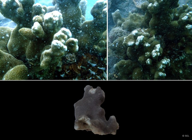 Porites sp. "IP0379"•&copy; REL•All Rights Reserved