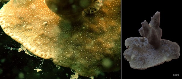 Porites sp. "IP0380"•&copy; REL•All Rights Reserved